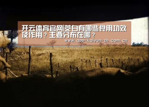 开云体育官网